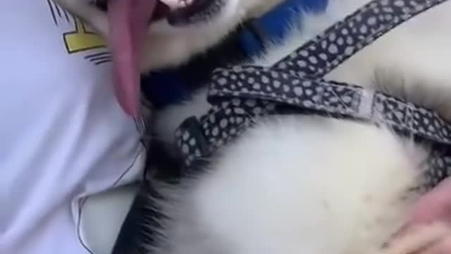 Huskies_ Expectation vs Reality 🌟
