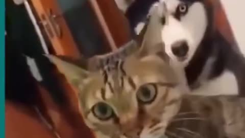 Cat and dog fighting very funny.try not