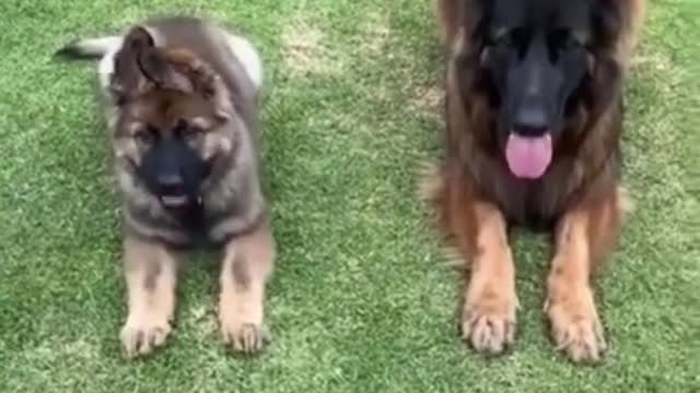 🤣Top Funny & Cute 🐶Dogs Videos Try Not To Laugh I Most Effective Dog Training Videos