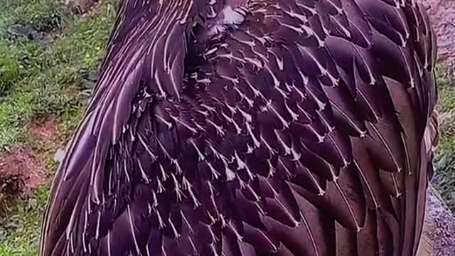 Have you ever seen a golden eagle?
