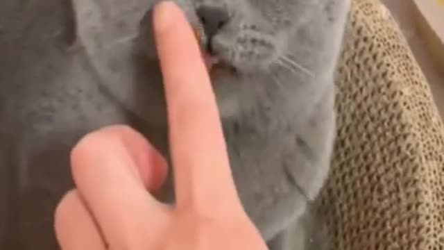 Cute and mischievous cute cats