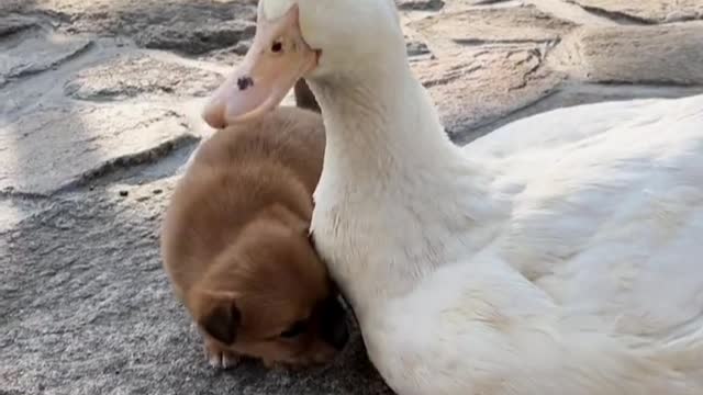 Love between animals