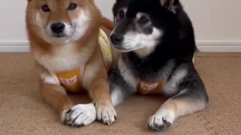 Cute dogs