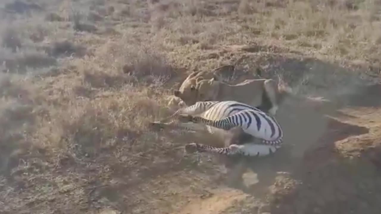 Nairobi national park lion hunt Zebra