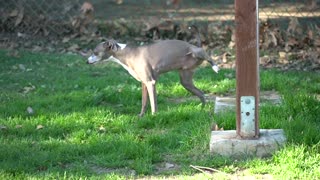 I Filmed My Dog Whenever He Cried Or was not beahaveing nice