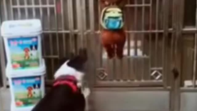 smart dogs cute and funny letting themselves out without owners knowing