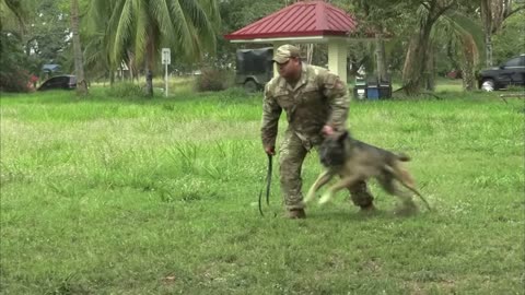 Watch U.S. and Philippine military dogs Take part in Epic Training Exercises!