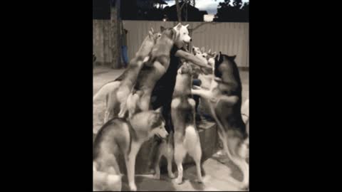 Gif video of dogs friend