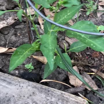 Happy Father Day 3 - Garden