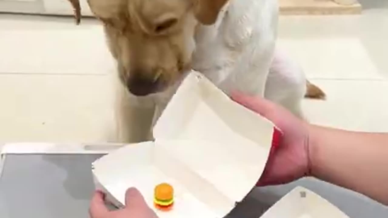 dog funny, dog short, funny video