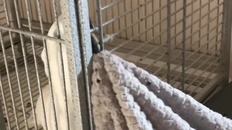Funny parrot |cockatiel parrot | Funny birds | Funny animals