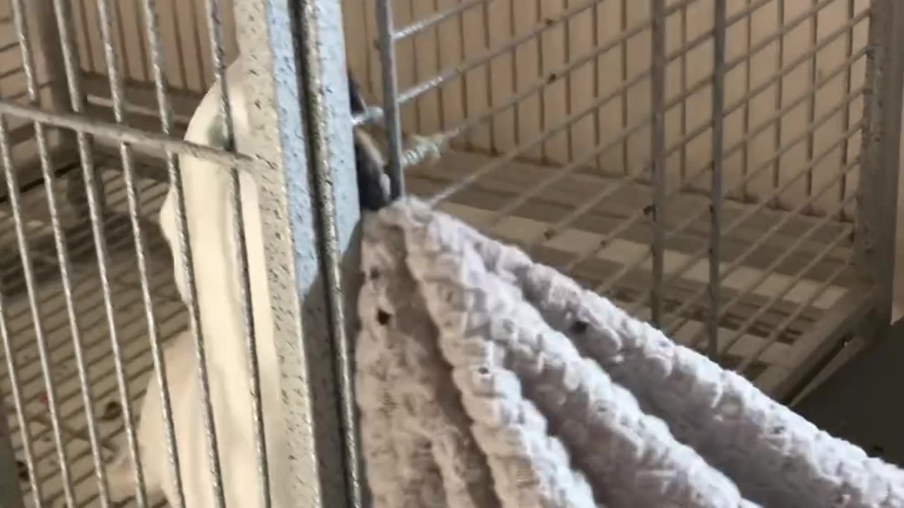 Funny parrot |cockatiel parrot | Funny birds | Funny animals