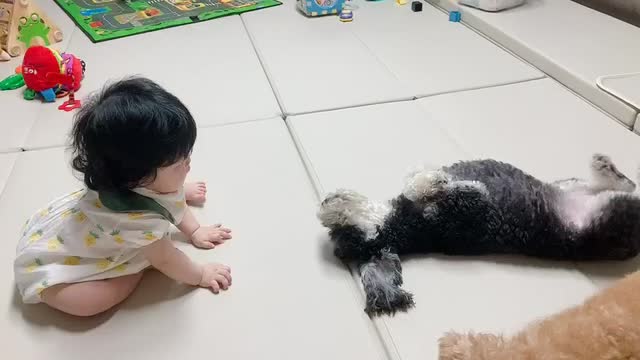 A puppy playing with a baby.