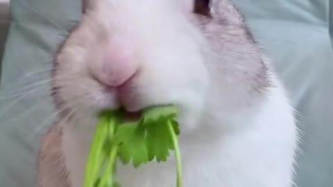 Bunny eats coriander