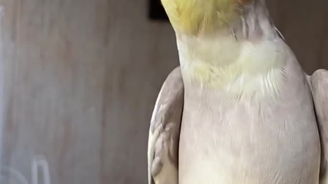 Cockatiel real voice