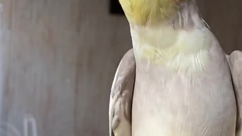 Cockatiel real voice