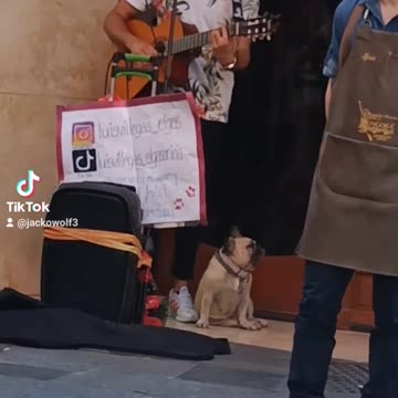 Spanyol csapatás 39 - Latin riffek mopsszal