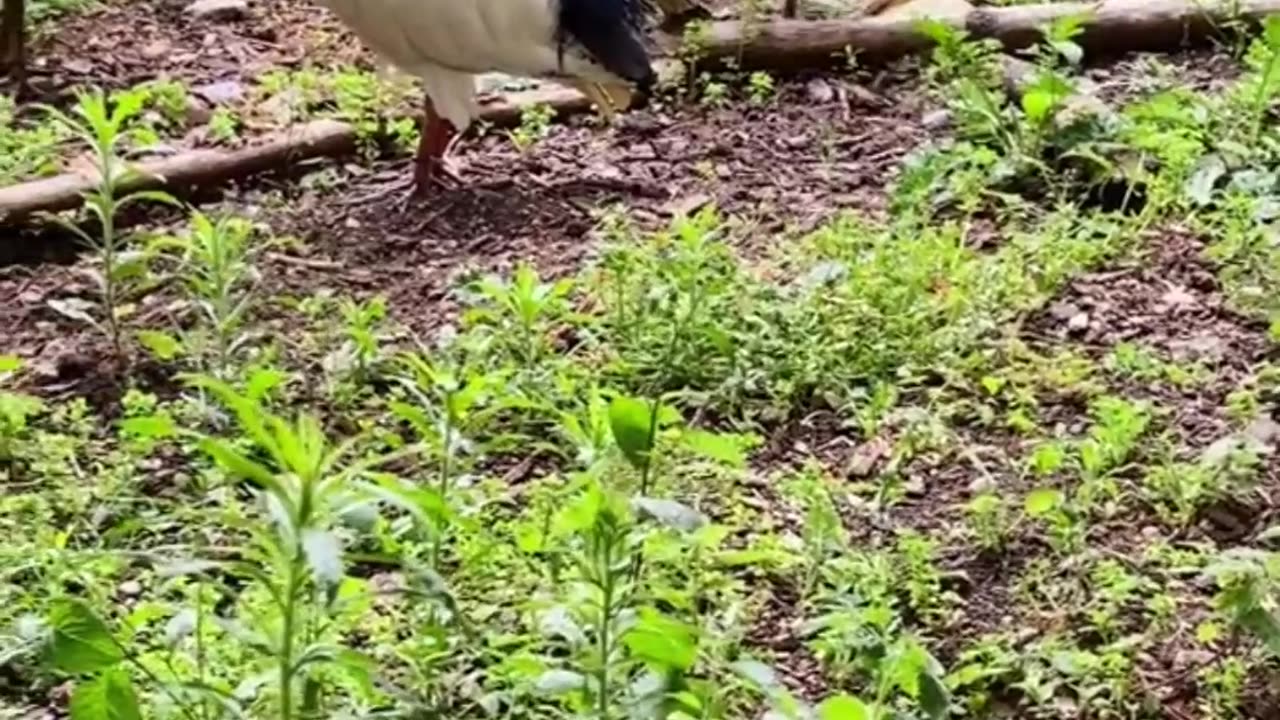 Lorikeets Lagoon Birds walkthrough at Chesington world of adventure