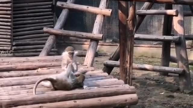 Ring-tailed lemurs fight