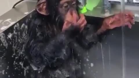 Orangutan who washes his face by himself