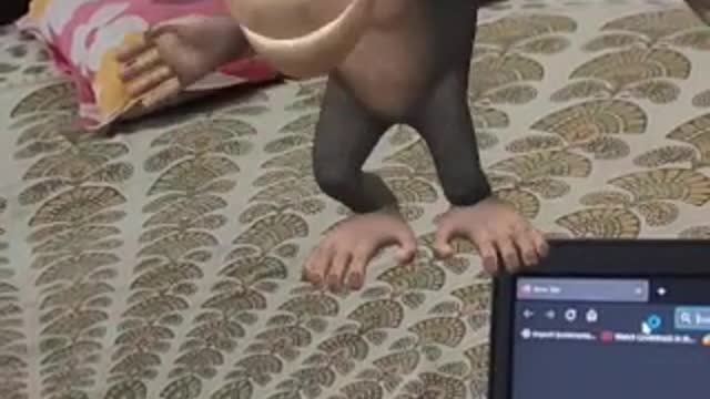 Virtual Monkey dance