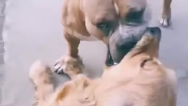 Ooh🤭 extreme love🥰🥰😍😍by Romeo 😎