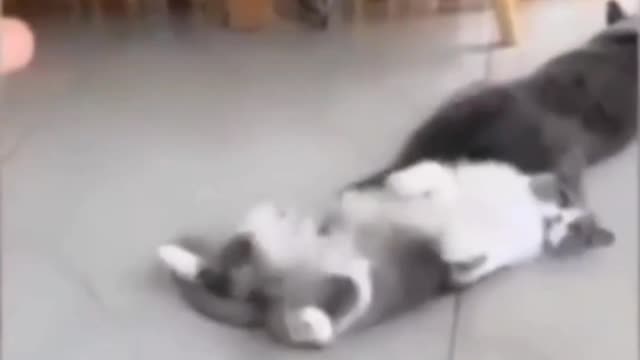 😂Funny Cat videos 2022😂