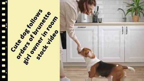 Cute dog follows orders of brunette girl owner in room stock video