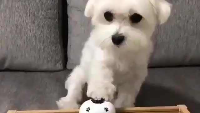 ๐น I taught my owner to feed me when I rang the bell LOL! ๐นโฃ