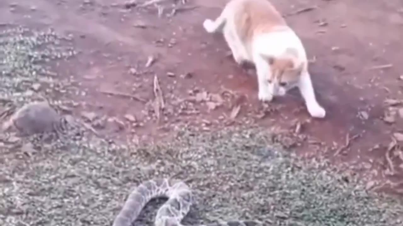 Funny animal videos