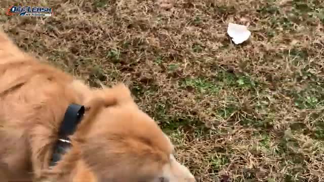 4_Year_Old_Golden_Retriever__Rosie__Before_After_Video___Dog_Trainer_Georgia