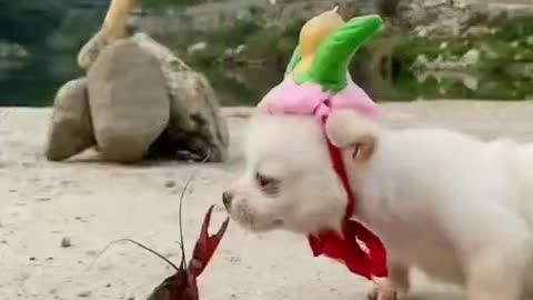 Dog vs lobster, are you scared