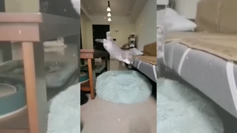 animals _ funniest cat videos in the world _ funny animal videos 2022