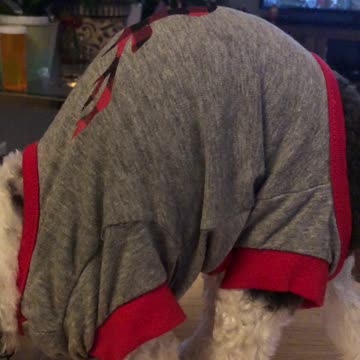 Feeding my dog with a fork!!!!