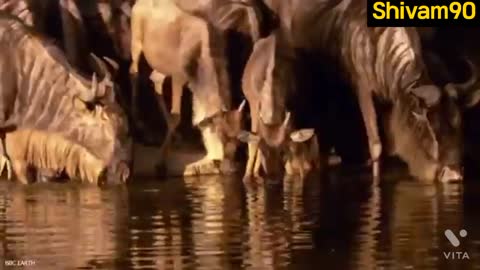 10 Times Crocodile and Alligator messed with the wrong animals