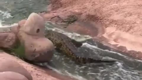 crocodile goes down