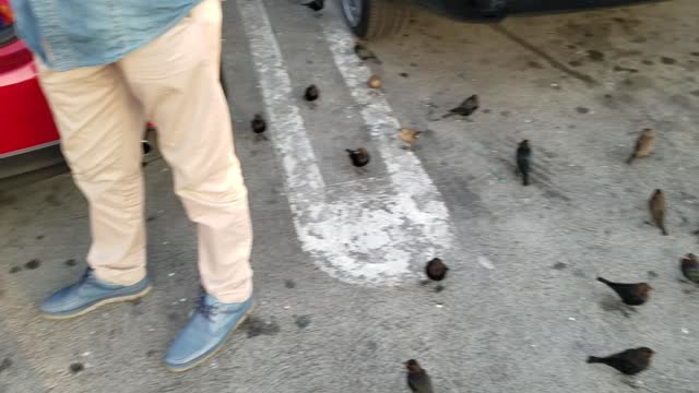 Found a Guy Feeding Birds in a Safeway Parking Lot. Magic Ensues...