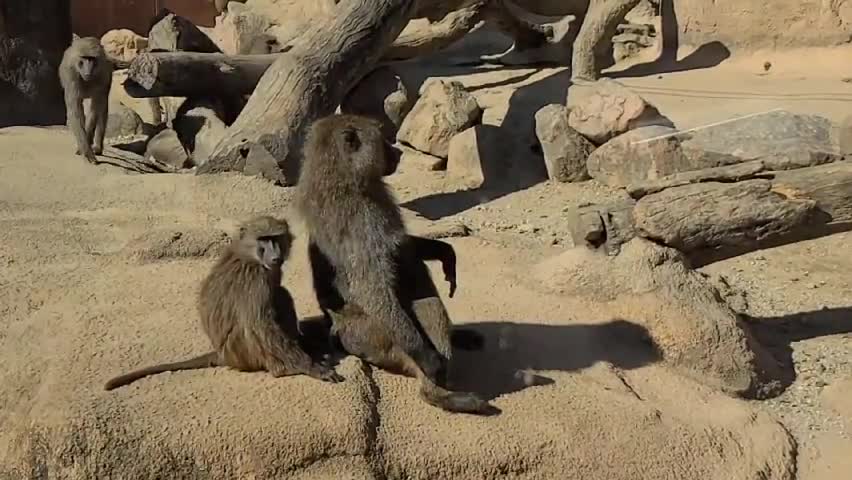 The baby monkey is sitting behind the mother monkey and resting.