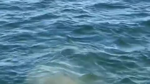 Encountered a whale splashing in the open sea