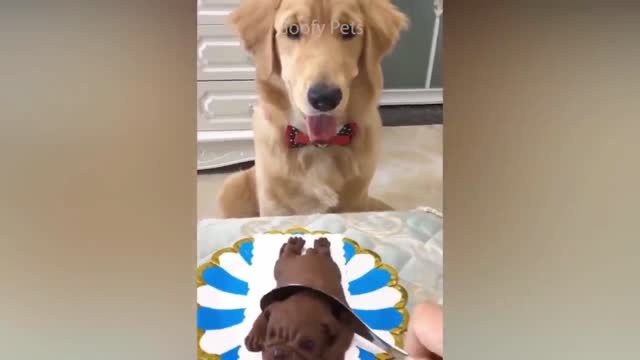 dog reaction on cutting cake make funny