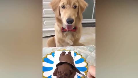 dog reaction on cutting cake make funny