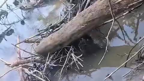 This man rescued a poor dog stuck in the mud and adopted it