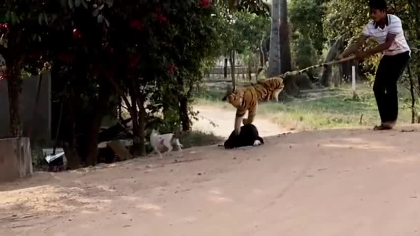 Troll Prank Dog funny & fake lion and tiger prank to dog & huge Box prank dog
