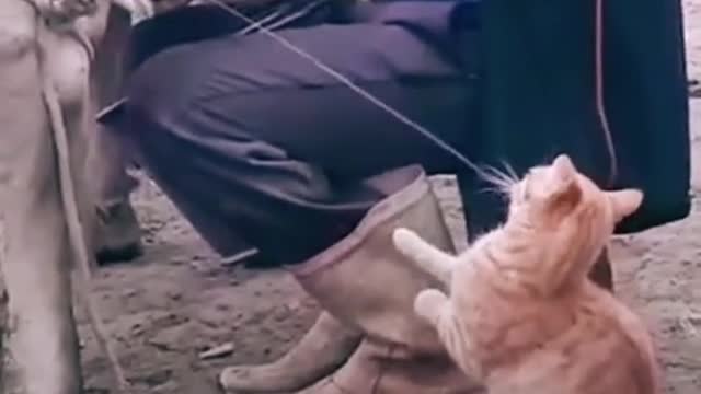 Funny Cat requesting for Milk