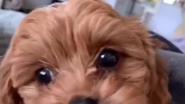 Funny Dog Videos That Will Make You Laugh #70