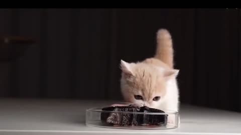 Cute cats food eating