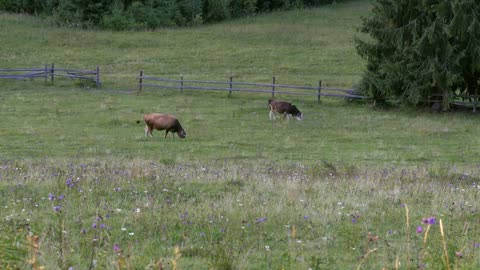 Two cows browsing on the meadow