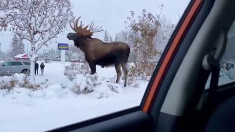 Mega Moose Munching