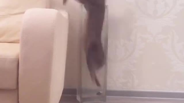 Grey cat stuck in clear glass