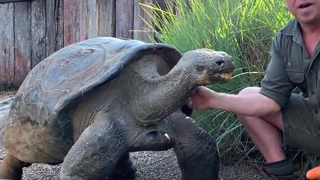 GIANT tortoise munches on carrots